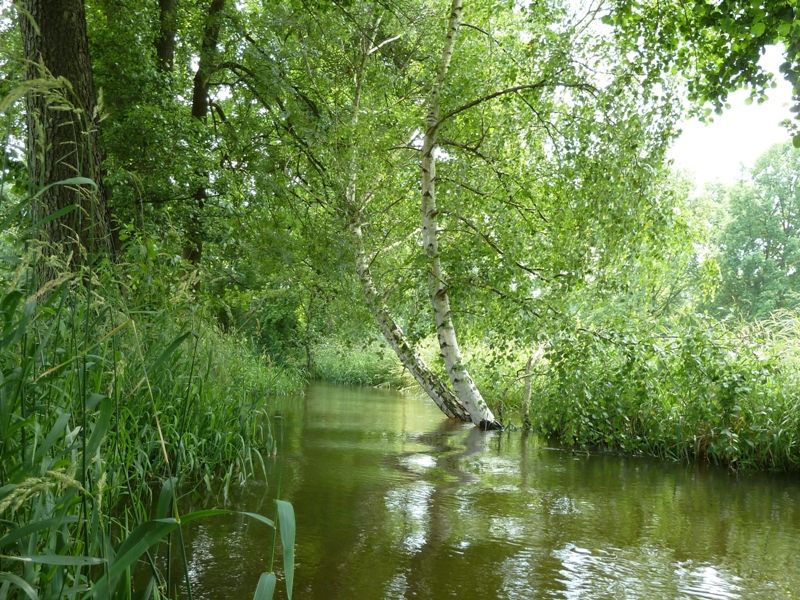 Spreewald - Neue Spree