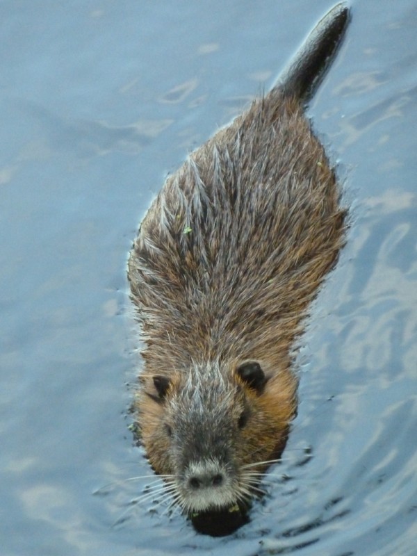 Aller / Wienhäuser Mühlenkanal