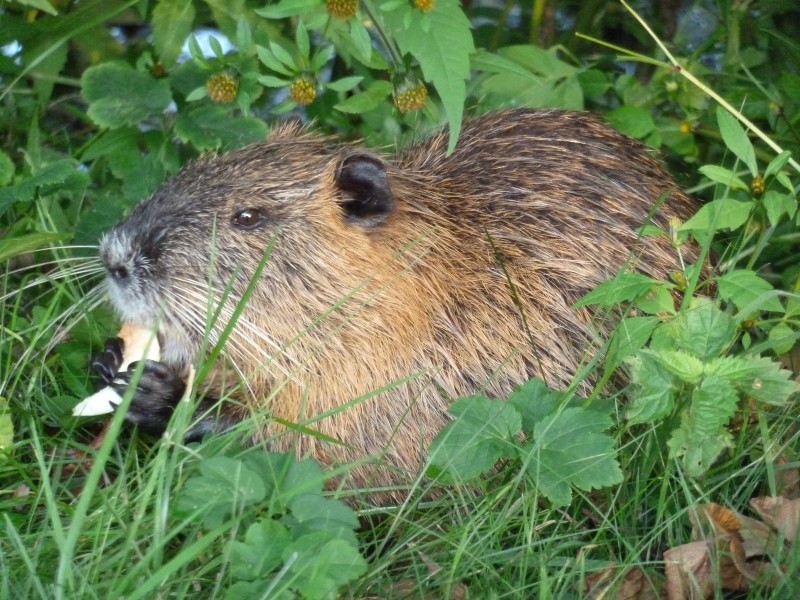 Aller / Wienhäuser Mühlenkanal