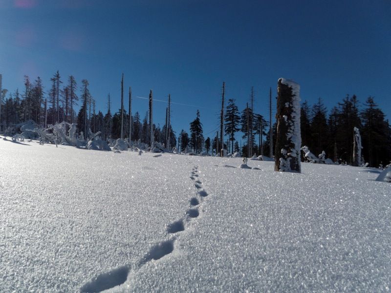 Skilanglauf Harz