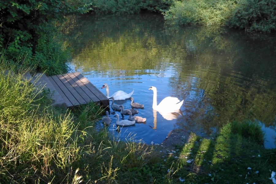 Leine / Ihme / Maschsee